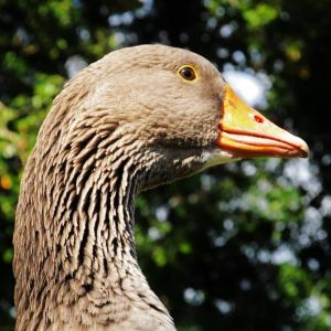 *
This is Lucy Goosey (2013)
He is french toulouse :)
