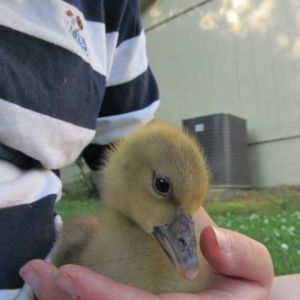 *
Here is Lucy Goosey, as a baby