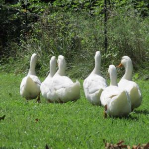 *
all my 6 pekins