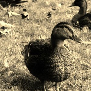 *
Mallard duck