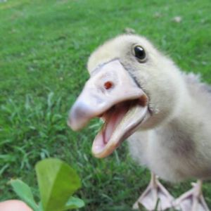 *French Toulouse Gosling
