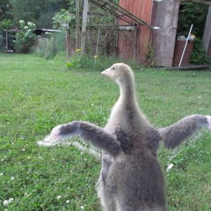 *
Lucy spreading his wings