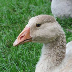 *
Vanilla, american buff goose