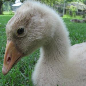 *
Lucky, American buff goose