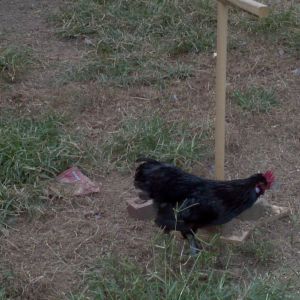 Alvin the rooster