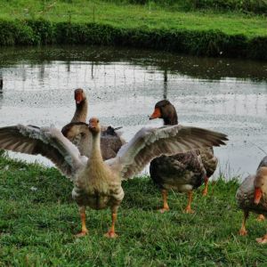 my geese