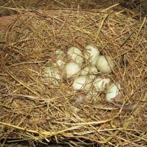 *
Little Guard's nest