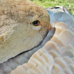 *
Vanilla, American buff goose