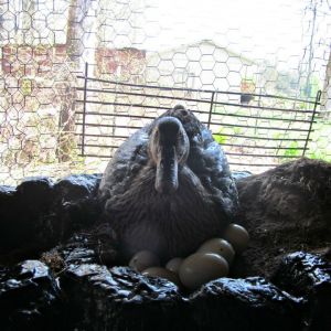 *
Little Guard's nest