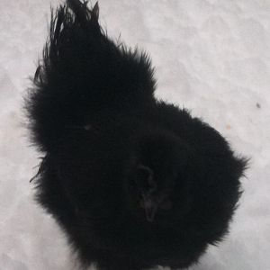 Baby Bean loves the snow.