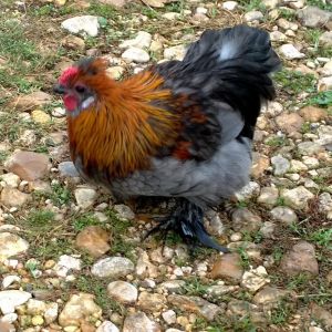 Silkie Cochin X - Rooster