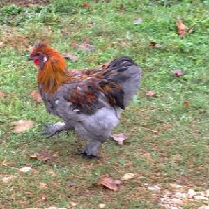 Silkie Cochin X- Rooster