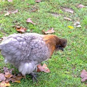 Silkie Cochin X- Hen