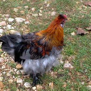 Silkie Cochin X- Rooster