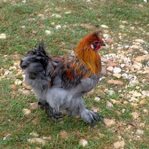 Silkie Cochin X- Rooster