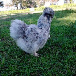 Molly, my pet silkie who has been known to come inside and loves to be held