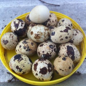 A white coturnix quail egg