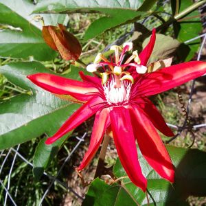 Red passiflora 'vitifolia'