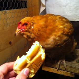 Eating a late night snack