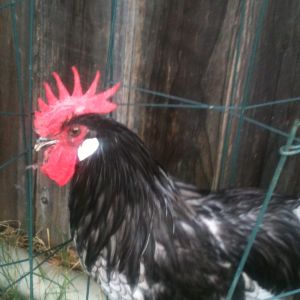 BBQ - He was all Rooster