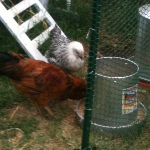 Luna and Nyla (but Nyla died of natural causes) My last of my Americauna's.