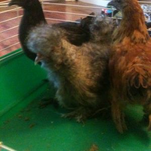 Midnight (Bantam), Channel(Silkie), and Autumn (Bantam)