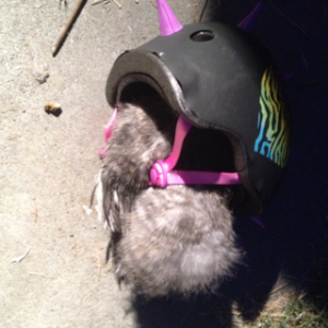 Channel (Silkie) loves to hide. She is very safe right now in my daughters bike helmet. lol.