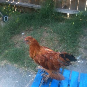 Autumn (Bantam) aka: My little chicken hawk