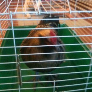 Fresno (Maran) Rooster