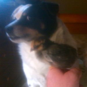 Pepper & a new chick