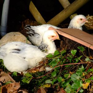 The two Sussex chicks - Nov 2014