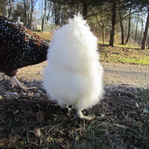 Frieda has one fluffy butt.