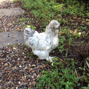 My beautiful gray silkie hen is now 6yrs old