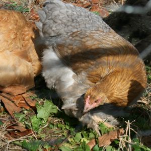 I just love the color of this hen.