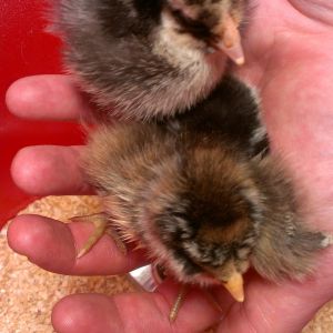 Cinnamon is on the bottom here.