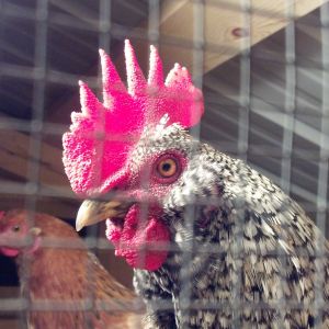Marty, my Barred Rock rooster was ready for his close-up. You can see Jane & Ellen in the background. He has several other girls but those three hang out together the most.
