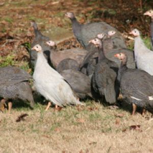 AppleMark

Mix of Jumbo/French (not quite 2 1/2 months, Royal Purple, Violet, and light Violet Guineas (slightly over 3 months).