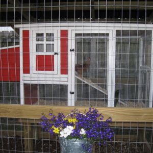 This was our original coop for our 4 girls. There was plenty of room for everyone, until everyone grew up and wanted their own spot on the roost. It also did not have proper ventilation. So we expanded !