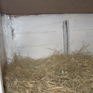 Upstairs nest box, which was with the original coop. The girls use either nest box now. No more waiting in line !