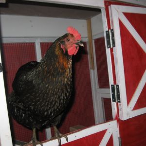New barn door ! How adorable is this ? Rose loves to sit on top of the door and proudly announce egg time.
