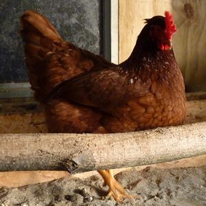 Heritage Rhode Island Red hen, about 7 months old.