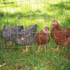 Lulu, Lucy, Mildred and Matilda on June 17, 2013- about 2 months old.