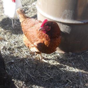 This is May Bell she is 6mths old and just started giving me eggs last mth, lg dark brn egg, She is a golden comet, She too has a forever home here.