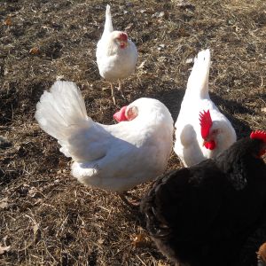 These hens and 1 roo (the one pruning his feathers) were rescues. They are old and have a forever home here.