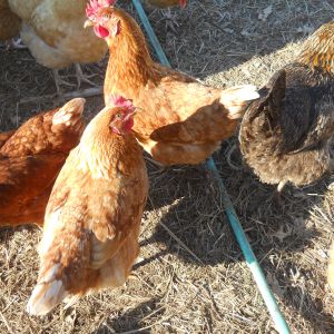 Meriaha (the darker one walking away) is another survivor of the predator attack, lays an ex lg brn egg almost every day and has a forever home here, she will be 2 come spring 2014. The two to her left are Cindy and Lucy 6 mth old Golden Comets