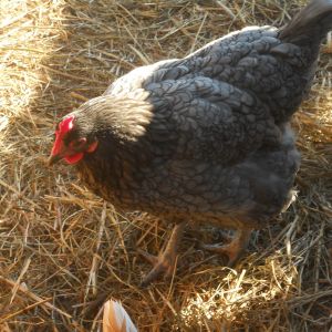 The lighting in this pic is bad so I think this is Blue, still deciding what breed she is, she was a rescue with a broken foot, and very shy, she wouldn't come out of the hen house once she healed for mths. she lays no eggs and I have no ideal how old she is, she has a forever home here