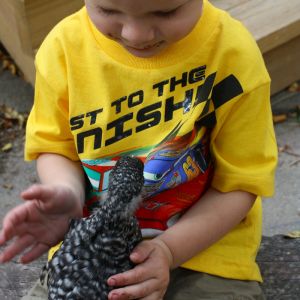 My son with one of our first Barred Rocks.