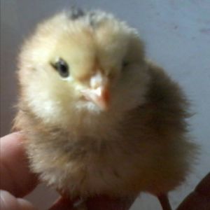 3 day old easter egger chick - turned out to be a male