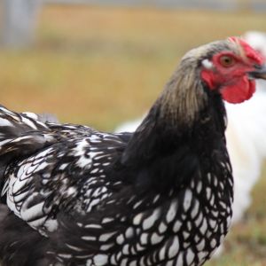 Our silver laced wyandotte rooster.