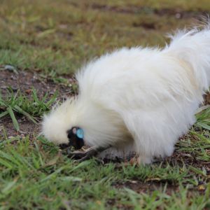 Our Silkie Rooster